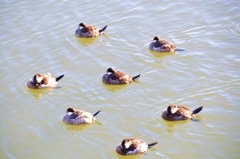 シンクロナイズド スイミング