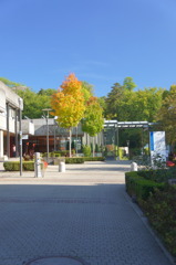 束の間の紅葉。