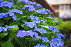 マンションの間の紫陽花