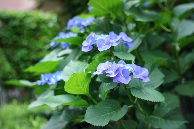 しっとり紫陽花＠マンション