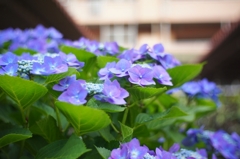 ビルの間の紫陽花
