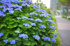 高層マンションの間の紫陽花通り