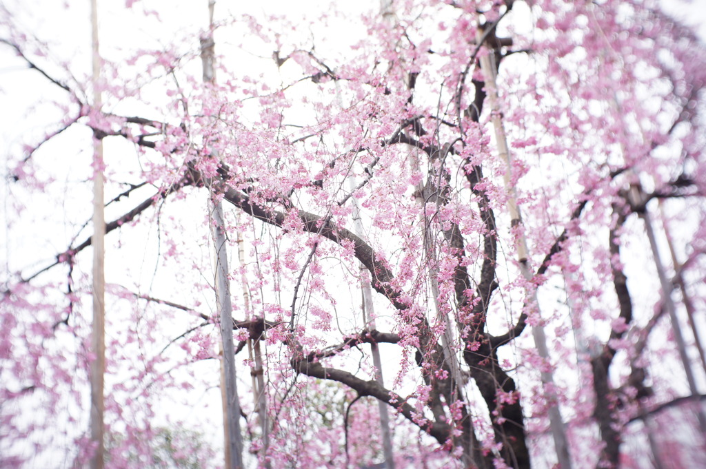 しだれ桜＠ハイキー