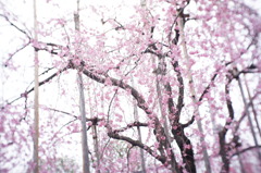 しだれ桜＠ハイキー