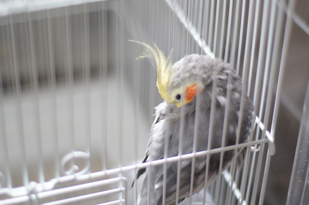 ゆるかわ☆