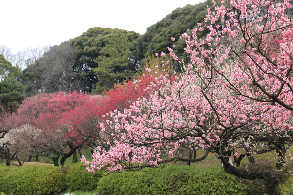 小石川植物園にて