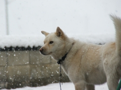 雪むぎ