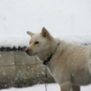 雪むぎ