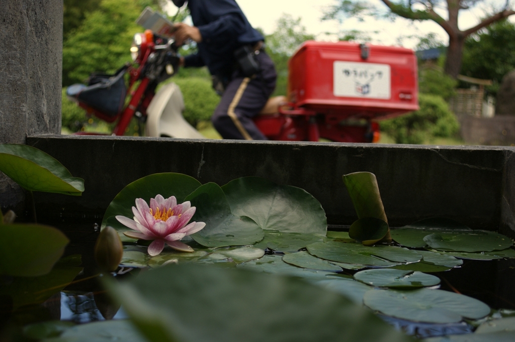 初夏の風景