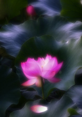 ハスの花