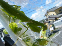 カマキリー