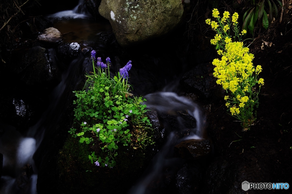 花色の渓流