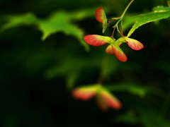春もみじの花