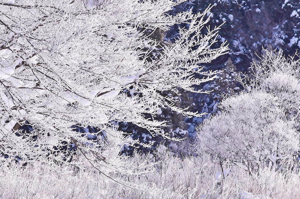 氷の森