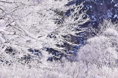 氷の森