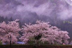 桜色