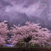 桜色