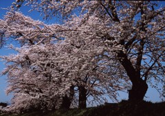 夕暮れの桜