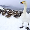 お~~いみんな~~カメラマンのおじさんが美味しい食パンくれるって~~~~