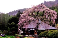 会津の桜(2)