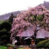 会津の桜(2)