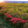 彼岸の夕日