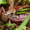 鳴き合うキリギリス
