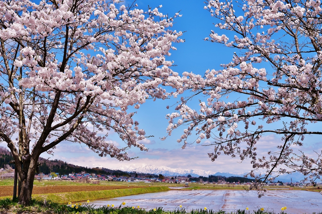 桜と飯豊連邦