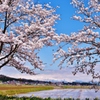 桜と飯豊連邦