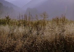 秋の霜風景