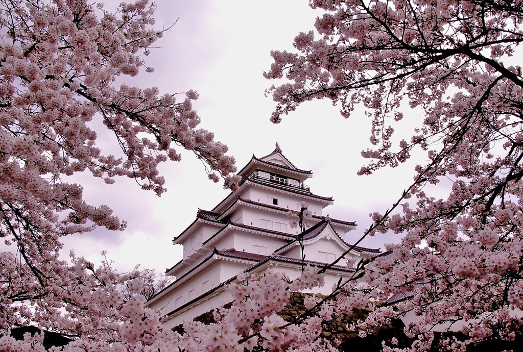 2011.桜