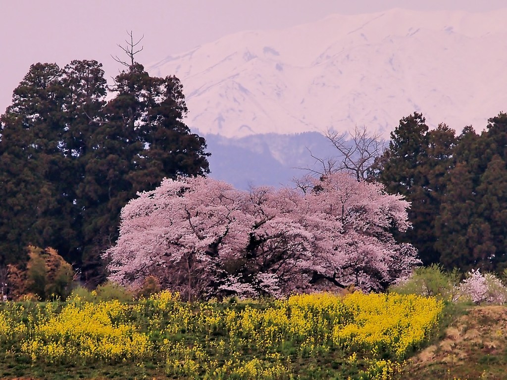 待ちわびた春