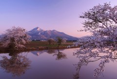 桜だより