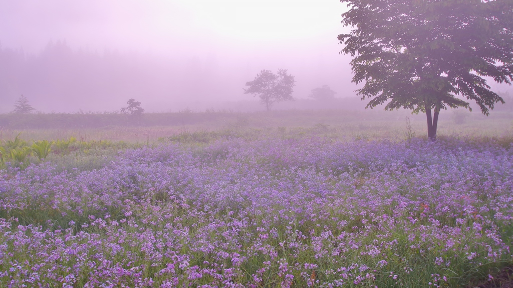 うすむらさきの朝