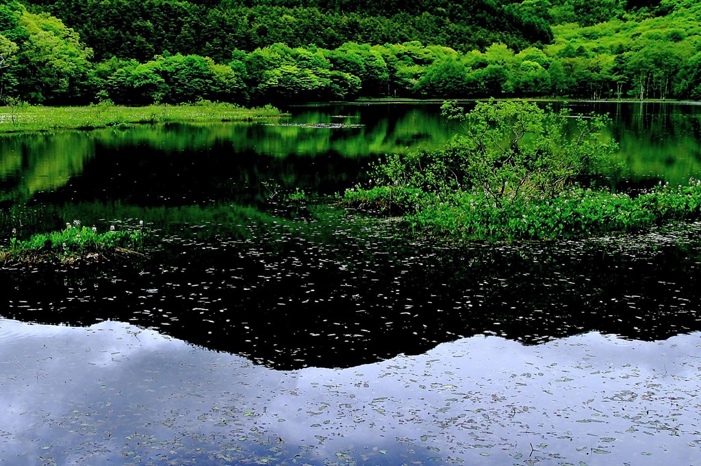 新緑の観音沼