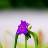 霧花