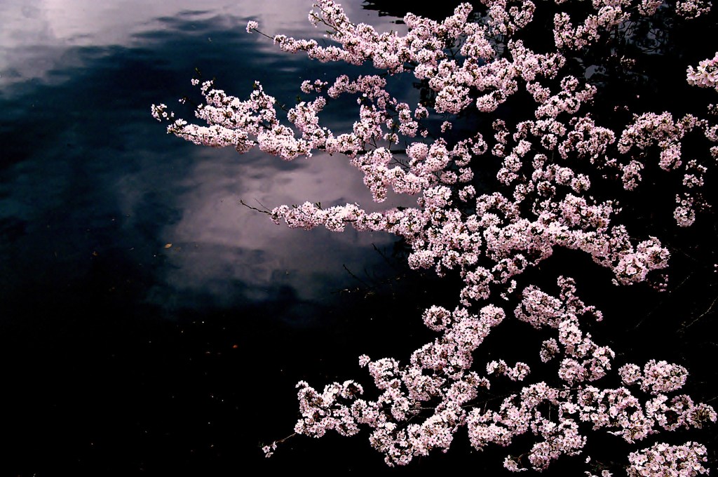 2011.枝桜