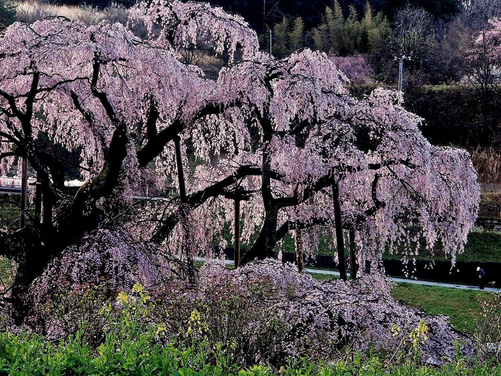 夜明けの滝桜