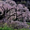 夜明けの滝桜