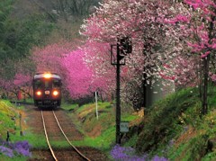 花もも満開