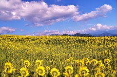 夏のうしろ姿