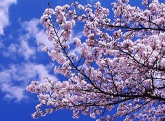 鶴ヶ城の桜