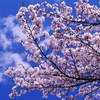 鶴ヶ城の桜