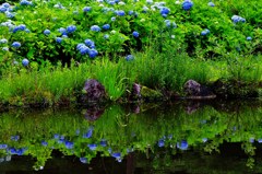 紫陽花公園