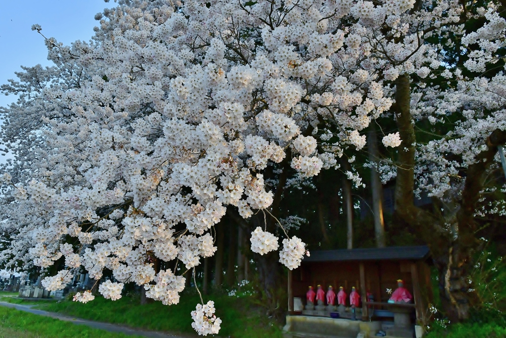 地蔵桜