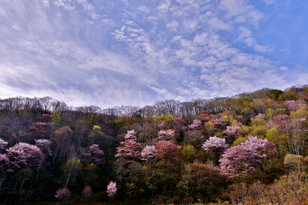 戸赤の山桜