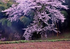 田園の桜