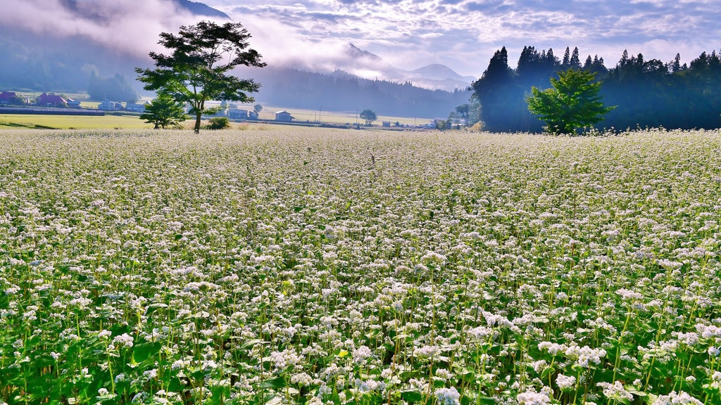 蕎麦畑の朝