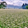 蕎麦畑の朝