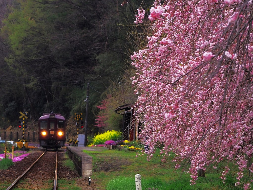 しだれ桜の駅